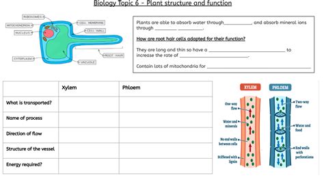 Topic Plant Structures And Their Functions Revision Mat Teaching