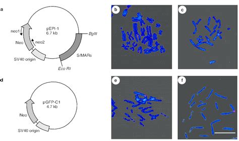 In Situ Hybridization Of Smarorigin Containing Vector Pepi 1 And