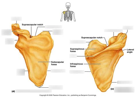 Anat Phys Appendicular Skeleton Bony Marking Scapula Diagram