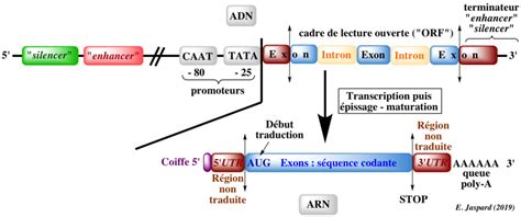 Synthese Des Proteines Transcription Traduction ARN Messagers Transfert