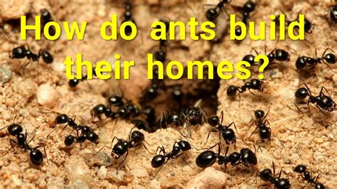 How Do Ants Build Their Homes YouTube