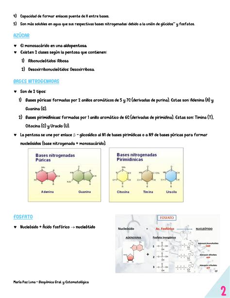 Solution Acidos Nucleicos Bioquimica Studypool