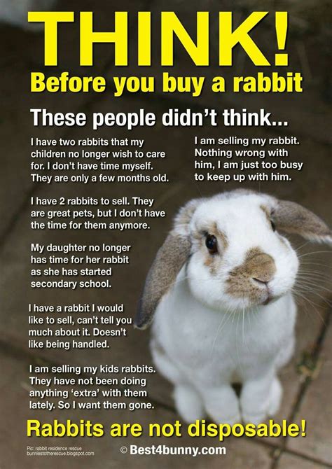 Pin By 💀waterfall 💀naturechild Phoe On Bunny Quotes Rabbit Care