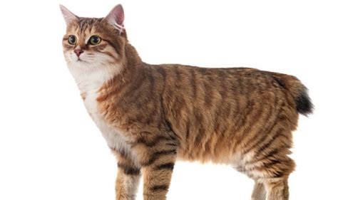 8 Amazing Russian Cat Breeds You Should Know About