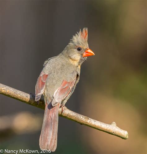 Photographing Female Cardinals– Birds and Disease Transmission ...