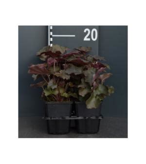 Purperklokje Heuchera Micrantha Palace Purple Bodembedekker