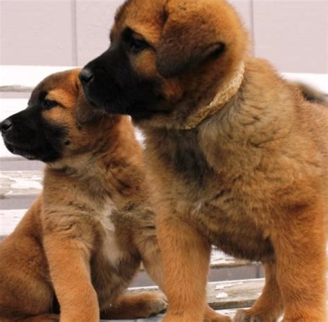 Akita Mix Puppies | Akita Inu Puppy Pictures