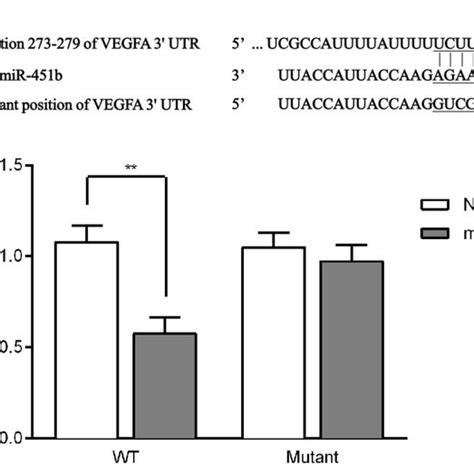 Vegfa Is A Direct Target Of Mir B A The Binding Sites Between