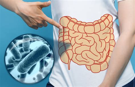 El Consumo De Probi Ticos Ofrece M Ltiples Beneficios Para La Salud