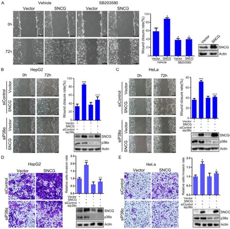 Sncg Promotes Cell Migration And Invasion Through P Mapk A Hepg