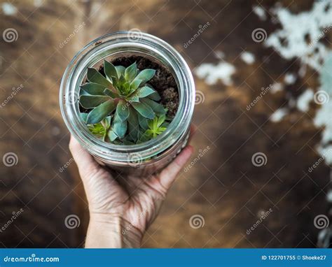 Hand Holding a Sempervivum Succulent that is Growing in a Glass Stock Image - Image of glass ...