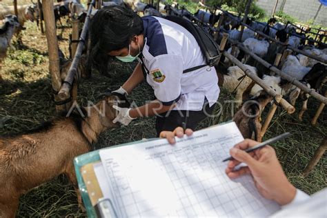 Pemeriksaan Kesehatan Hewan Kurban Antara Foto