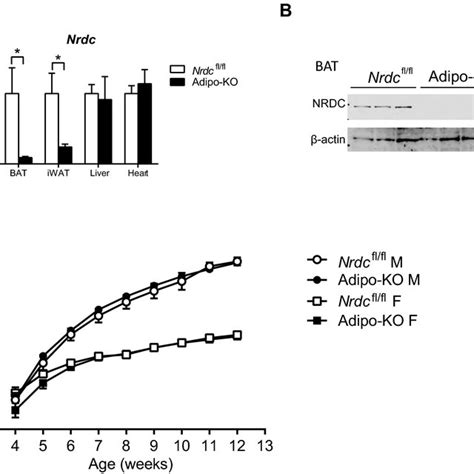 Adipocyte Specific Deletion Of Nrdc In Adipo Ko Mice A Relative Mrna