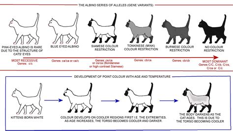 Cat Coloring Genetics - coloring pages