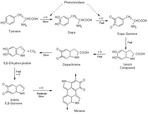 Food-Info.net : Enzymatic browning