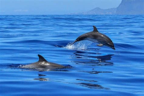 La Red Maravillosa De Ballenas Y Delfines