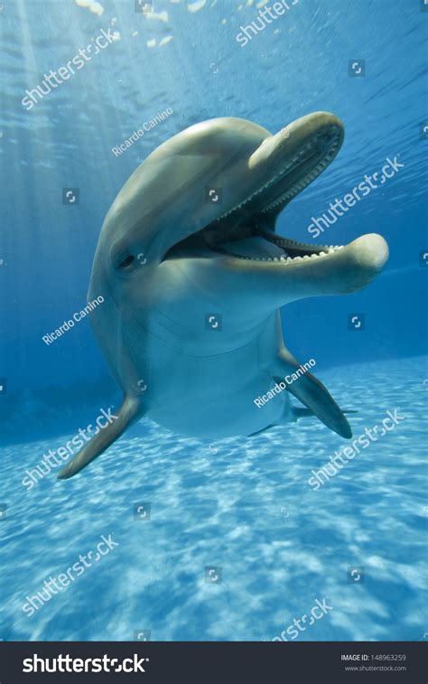 15,226 Dolphin smiling Images, Stock Photos & Vectors | Shutterstock