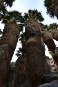 9 Arizona Palm Trees Native Common Varieties