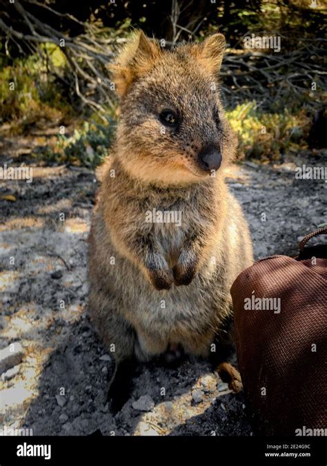 Happy Quokka Portrait Auf Rottnest Island Westaustralien