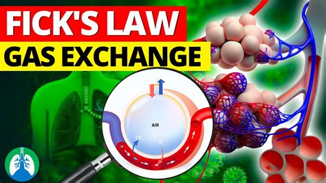 Ficks First Law Of Diffusion And Lung Gas Exchange Explained Youtube