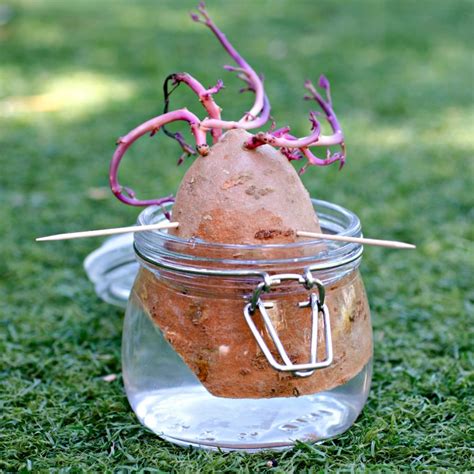 Sweet Potato Plant In Water