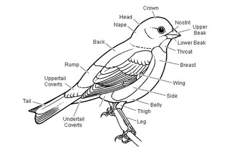 Listen To The Birds The Bird Body Structure Is What Kind Of