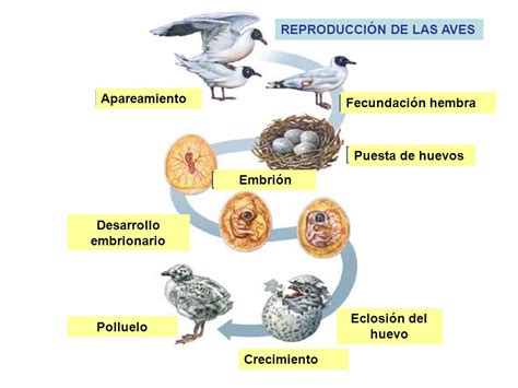 Info Agro Clasificación De Las Aves