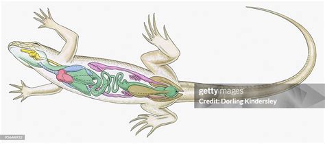 Cross Section Illustration Of Internal Anatomy Of Female Lizard High