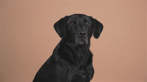 Brown Labrador Retriever Dog image - Free stock photo - Public Domain ...