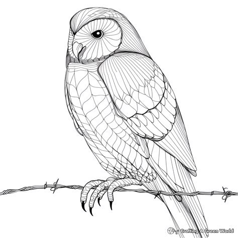 Barn Owl Coloring Pages Free Printable