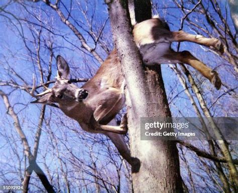 Trapped Deer Photos And Premium High Res Pictures Getty Images