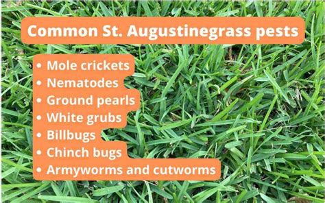 7 Common St Augustinegrass Pests