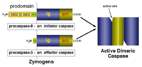 Diagram Showing The Structures Of The Zymogens For Caspase An