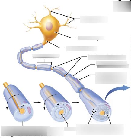 myelin sheath Diagram | Quizlet