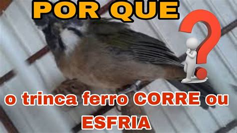 Trinca Ferro Esfriou Corrido Chorando Youtube