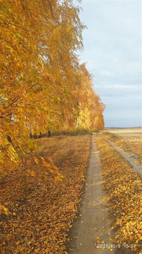 Autumn Scenery: Yellow Leaves on a Country Road