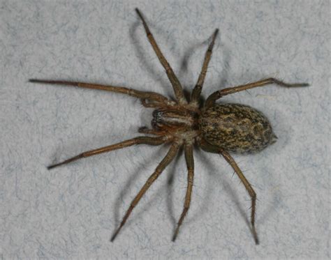 Spider Venom Types Effects And Treatments Glenlivet Wildlife