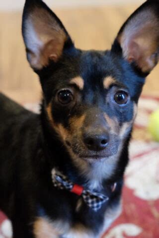 Chiweenie Life Expectancy – Chiweenie Mix