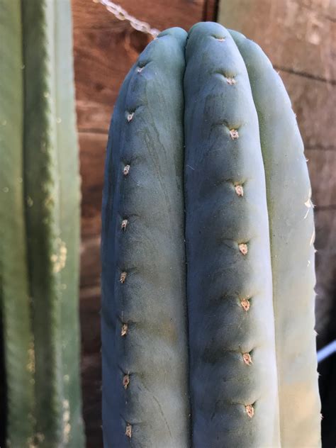 Trichocereus pachanoi — Cactus AF