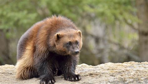 Wolverine Animal Facts | Sciencing