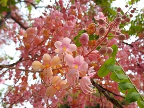 Cassia Grandis Pink Shower Tree Ouriques Farm