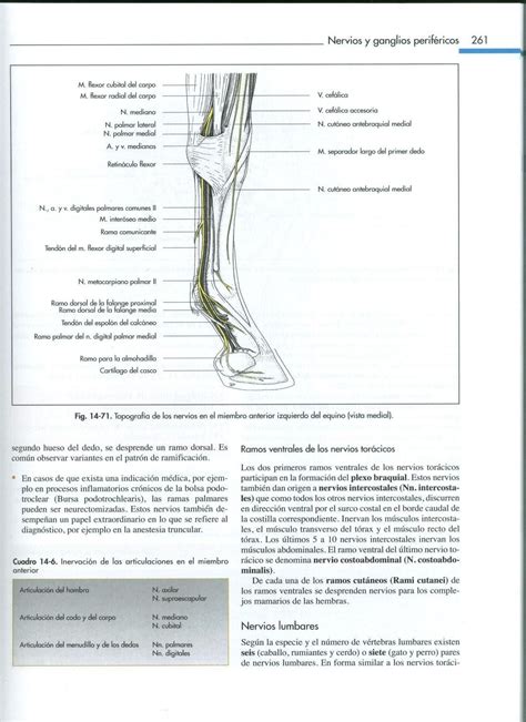 Vet Tech School Vet Med Horses Horse Anatomy Horse