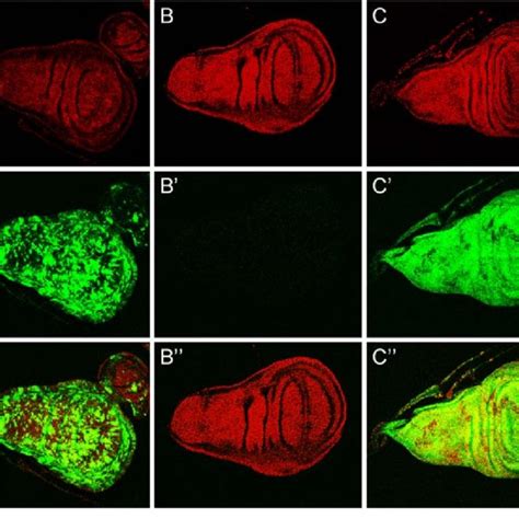 Reporter Gene Expression In The Testis And Seminal Vesicles Of The