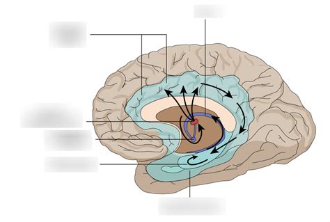 circuit of papez diagram Diagram | Quizlet 