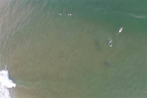 Drone Captures Photo Of Great White Shark Circling Surfer