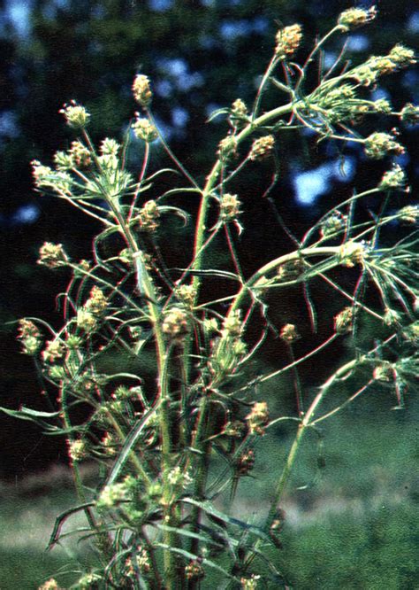 15. Подорожник блошный. Plantago psyllium L. [1980 Терзиева А., Журба О ...