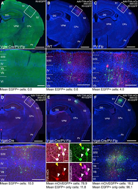 Figure From Mapping Brain Wide Afferent Inputs Of Parvalbumin