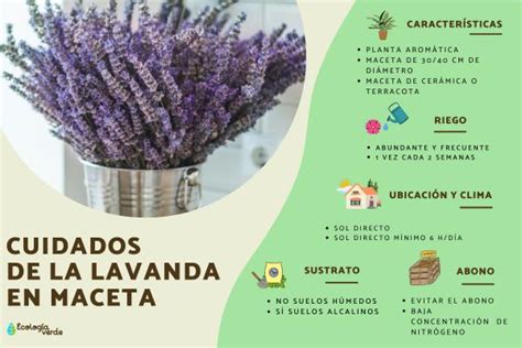 Descobrir 48 Imagen Cuidados De Planta Lavanda Br Thptnganamst Edu Vn