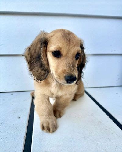 Miniature Long Haired Dachshunds From Dikerdachs Kennels