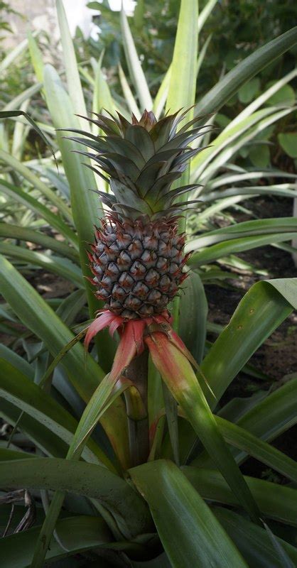 West African Plants A Photo Guide Ananas Comosus L Merr